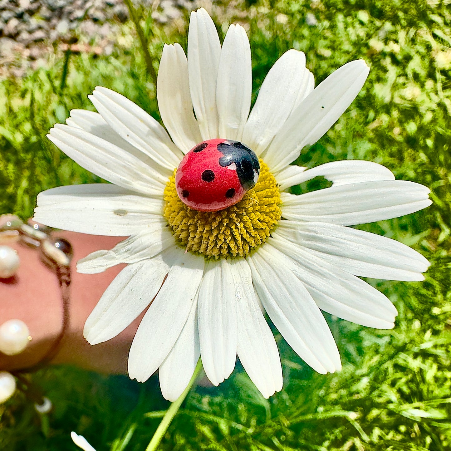 Bijou de plante Coccinelle Parme
