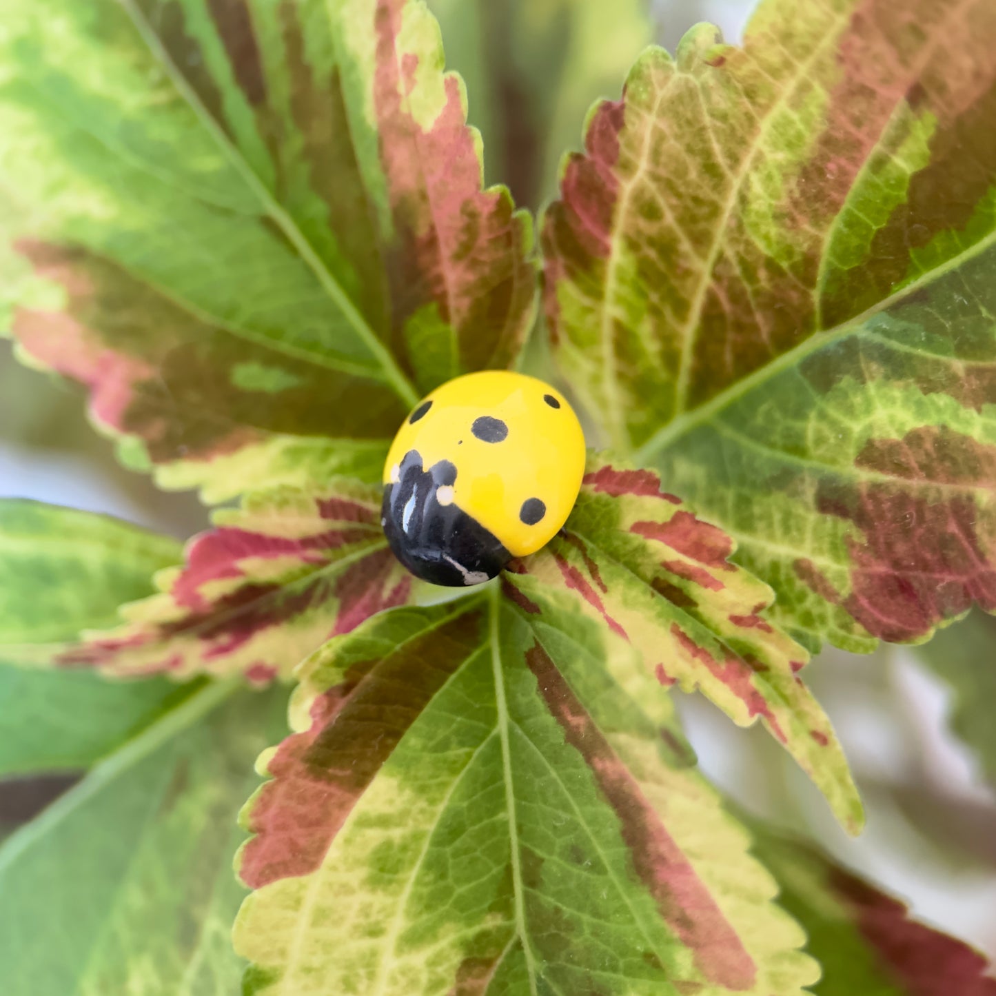 Bijou de plante Coccinelle Jaune