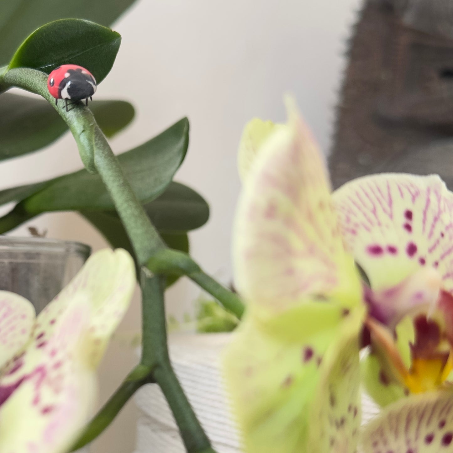 Bijou de plante Coccinelle Rouge