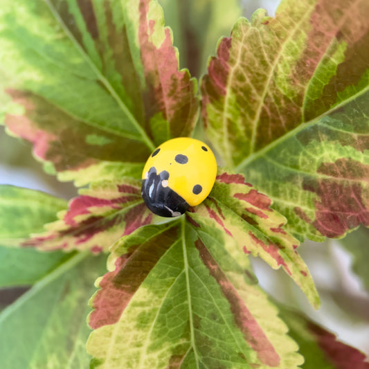 Bijou de plante Coccinelle Jaune