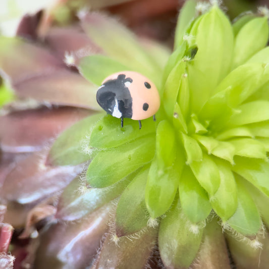 Bijou de plante Coccinelle Rose