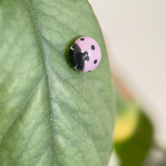 Bijou de plante Coccinelle Parme